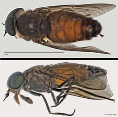 Tabanus sp. "ZRCBDP0017030/ZRCBDP0017176" • © Terence Kang • All Rights Reserved