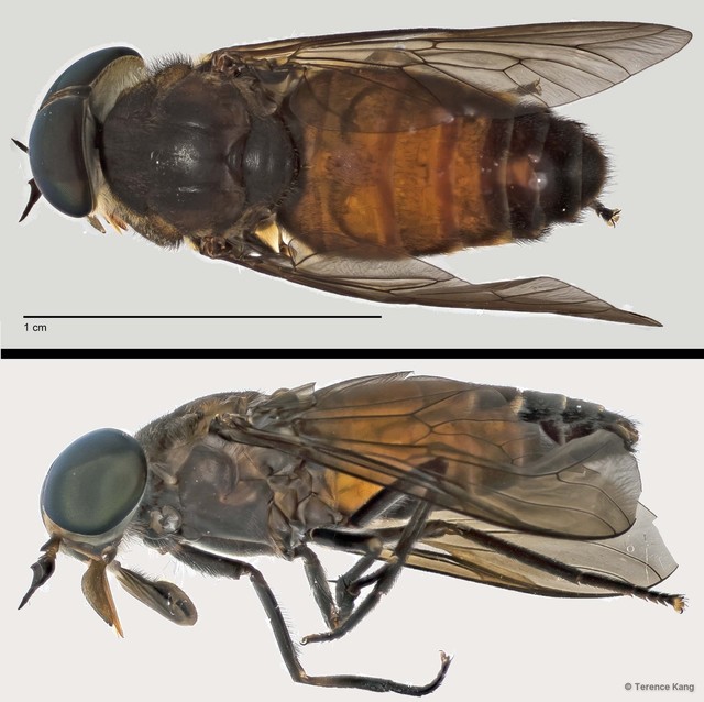 Tabanus sp. "ZRCBDP0017030/ZRCBDP0017176"