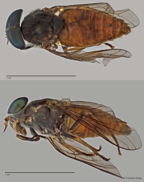 Tabanus sp. "ZRCBDP0017045/ZRCBDP0017091" • © Terence Kang • All Rights Reserved