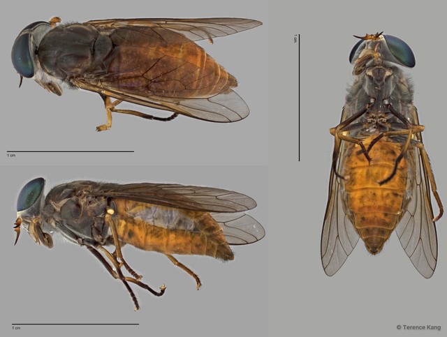 Tabanus sp. "ZRCBDP0017045/ZRCBDP0017091"