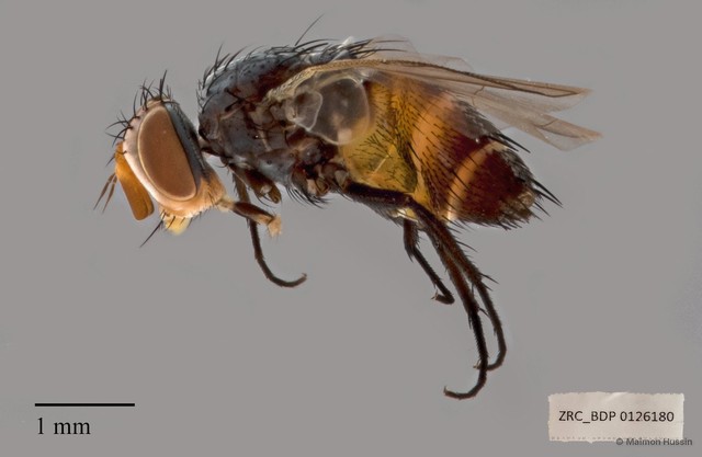 Leskiini sp. "cf. Actia ZRCBDP00126180" • © Maimon Hussin • All Rights Reserved
