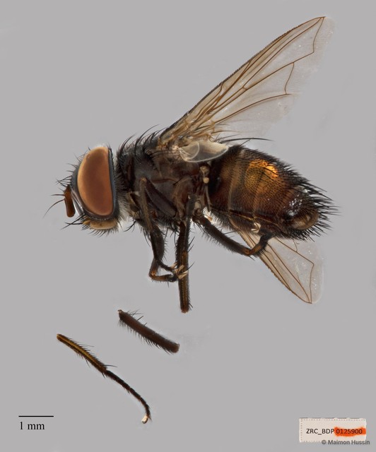 Exoristinae sp. "cf. Argyrophylax ZRCBDP00125900" • © Maimon Hussin • All Rights Reserved