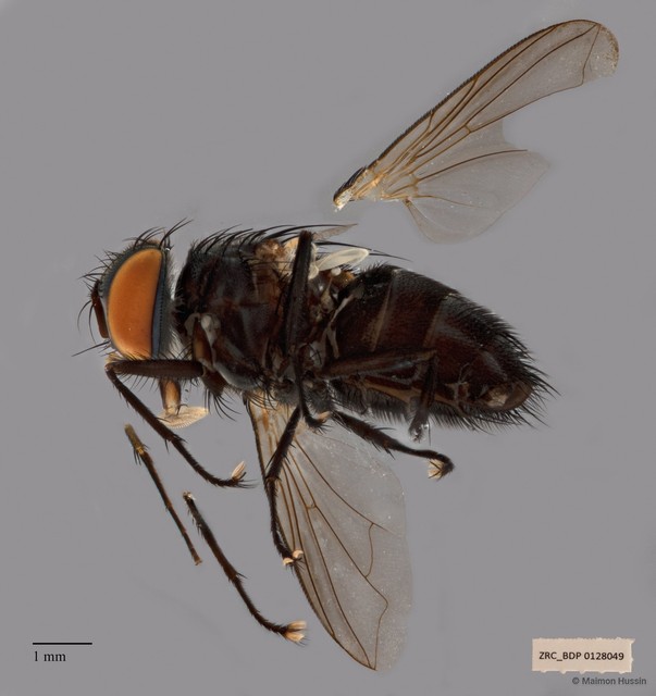 Exoristinae sp. "cf. Argyrophylax ZRCBDP00126517" • © Maimon Hussin • All Rights Reserved