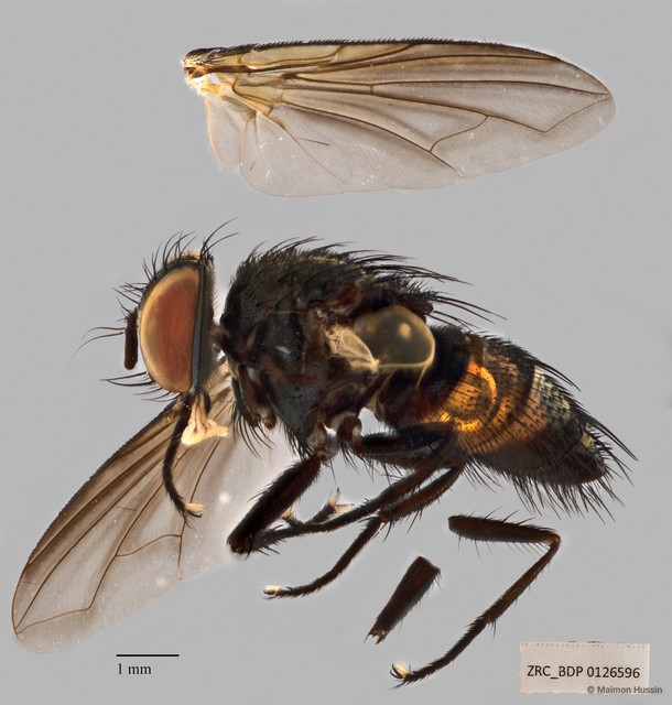 Exoristinae sp. "cf. Argyrophylax ZRCBDP00126596" • © Maimon Hussin • All Rights Reserved