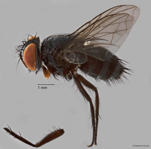 Exoristinae sp. "cf. Argyrophylax ZRCBDP0126758" • © Maimon Hussin • All Rights Reserved