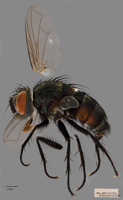 Exoristinae sp. "cf. Blondellini ZRCBDP00127768" • © Maimon Hussin • All Rights Reserved