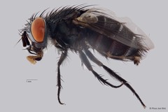 Exoristinae sp. "cf. Drino (Zygobothria) ZRCBDP00019814"