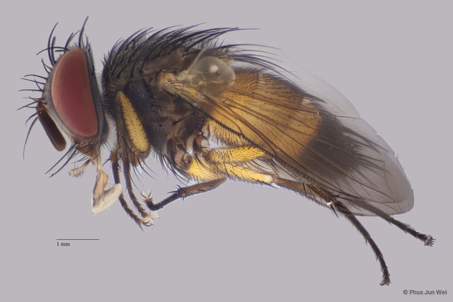 Tachinidae sp. "cf. Euvespivora ZRCBDP00063509" • © Phua Jun Wei • All Rights Reserved