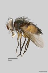 Tachinidae sp. "cf. Euvespivora ZRCBDP00063509" • © Maimon Hussin • All Rights Reserved