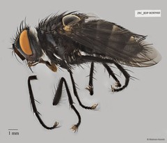 Exoristinae sp. "cf. Lixophaga ZRCBDP0056545" • © Maimon Hussin • All Rights Reserved