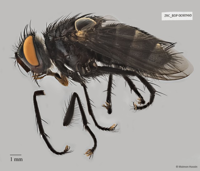 Exoristinae sp. "cf. Lixophaga ZRCBDP0056545" • © Maimon Hussin • All Rights Reserved