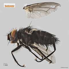 Exoristinae sp. "cf. Lixophaga ZRCBDP0056545" • © Maimon Hussin • All Rights Reserved