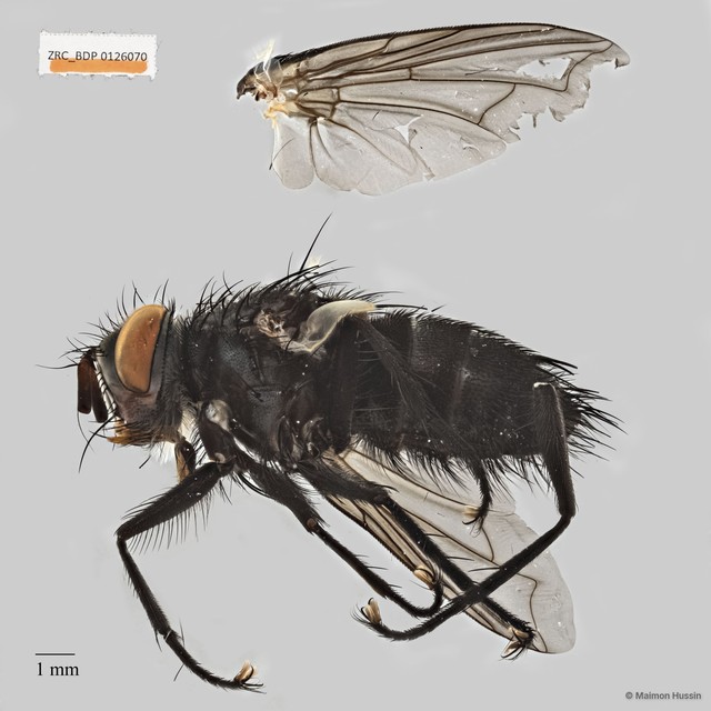 Exoristinae sp. "cf. Lixophaga ZRCBDP0056545"