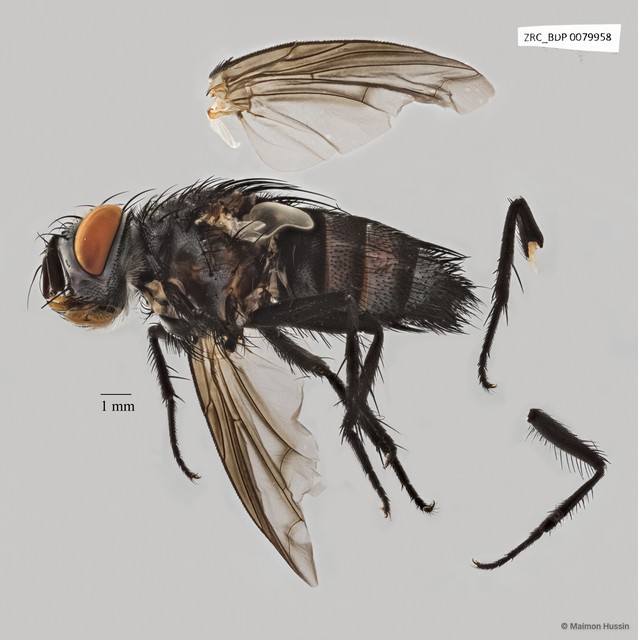 Exoristinae sp. "cf. Lixophaga ZRCBDP0079863" • © Maimon Hussin • All Rights Reserved