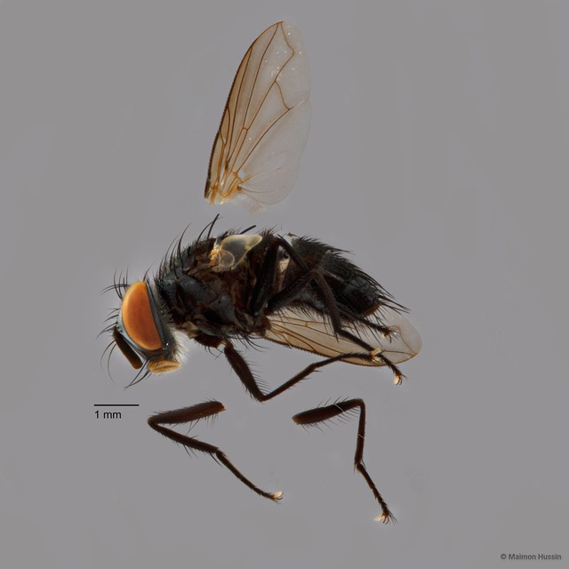 Exoristinae sp. "cf. Lixophaga ZRCBDP0125674" • © Maimon Hussin • All Rights Reserved