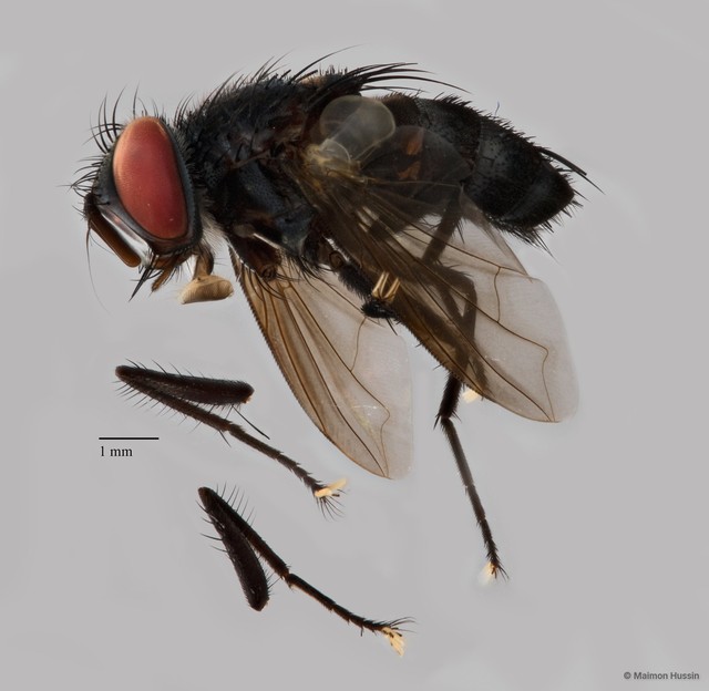 Exoristinae sp. "cf. Lixophaga ZRCBDP0125761" • © Maimon Hussin • All Rights Reserved