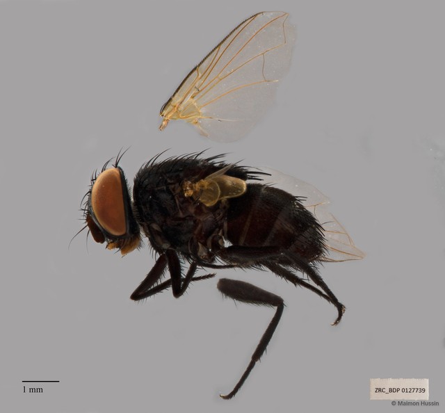 Exoristinae sp. "cf. Senometopia ZRCBDP00127739" • © Maimon Hussin • All Rights Reserved