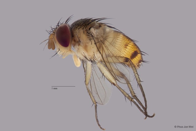 Siphonini sp. "cf. Siphona (Aphanthoraphopsis) ZRCBDP00063474" • © Phua Jun Wei • All Rights Reserved
