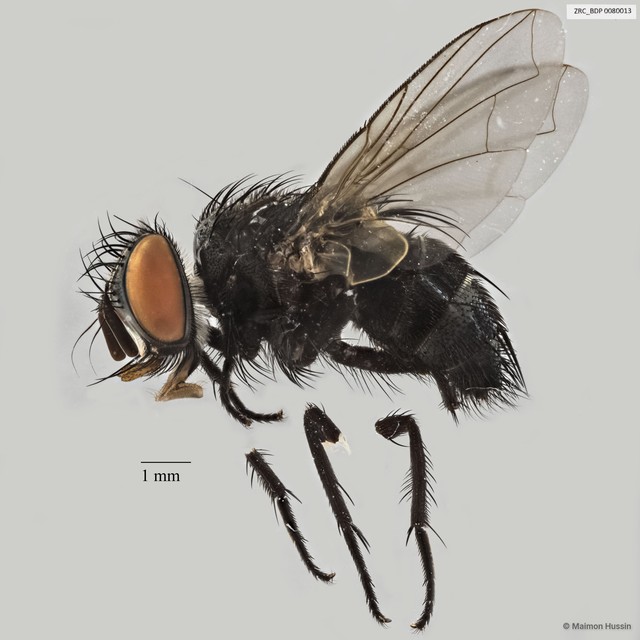 Exoristinae sp. "cf. Theococarcelia ZRCBDP0063416" • © Maimon Hussin • All Rights Reserved
