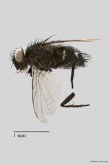 Goniini sp. "ZRCBDP00056733" • © Maimon Hussin • All Rights Reserved