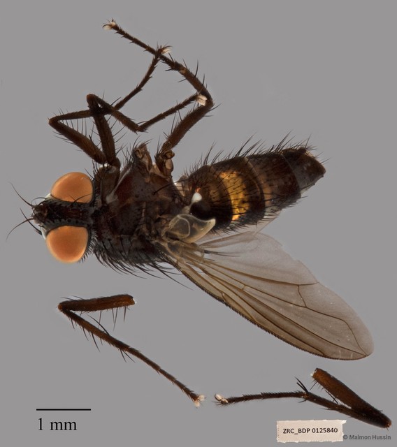 Exoristinae sp. "ZRCBDP00125840" • © Maimon Hussin • All Rights Reserved