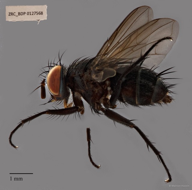 Exoristinae sp. "ZRCBDP00126883" • © Maimon Hussin • All Rights Reserved