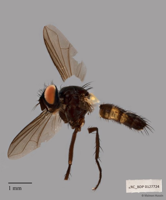 Tachininae sp. "ZRCBDP00127724" • © Maimon Hussin • All Rights Reserved