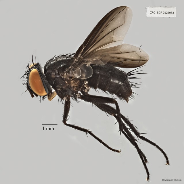 Exoristinae sp. "ZRCBDP0056570" • © Maimon Hussin • All Rights Reserved