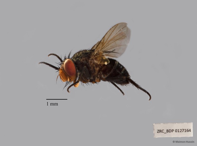 Actia sp. "ZRCBDP00127164" • © Maimon Hussin • All Rights Reserved
