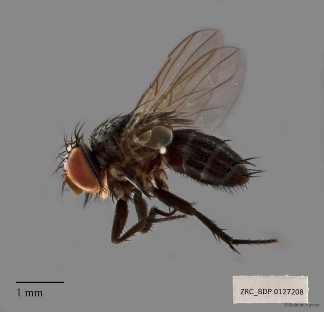 Actia sp. "ZRCBDP00127208" • © Maimon Hussin • All Rights Reserved