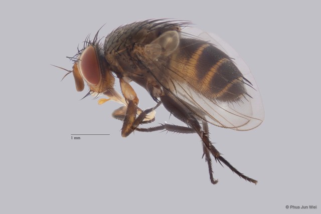 Actia sp. "ZRCBDP0056726" • © Phua Jun Wei • All Rights Reserved