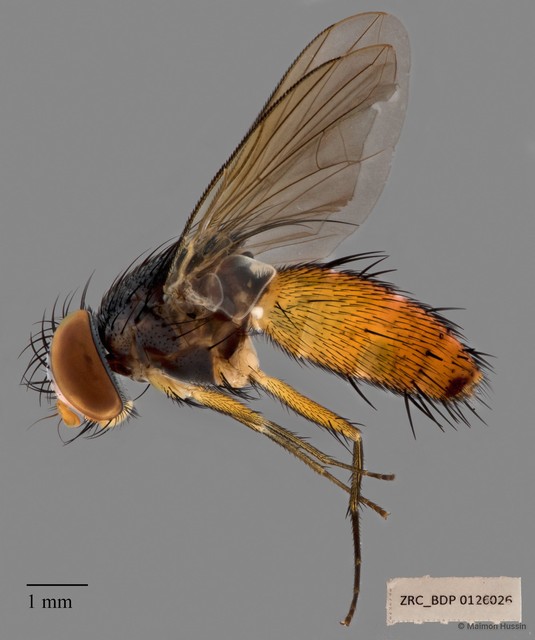 Actinochaetopteryx sp. "ZRCBDP00126026" • © Maimon Hussin • All Rights Reserved