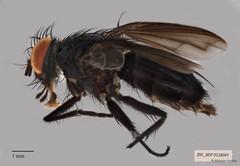 Anaeogmena sp. "ZRCBDP00128047"