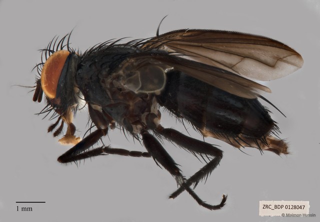 Anaeogmena sp. "ZRCBDP00128047" • © Maimon Hussin • All Rights Reserved