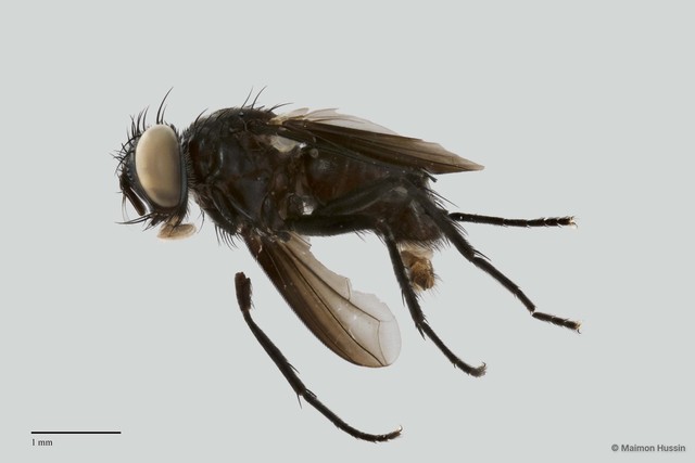 Aneogmena sp. "ZRCBDP0056571"