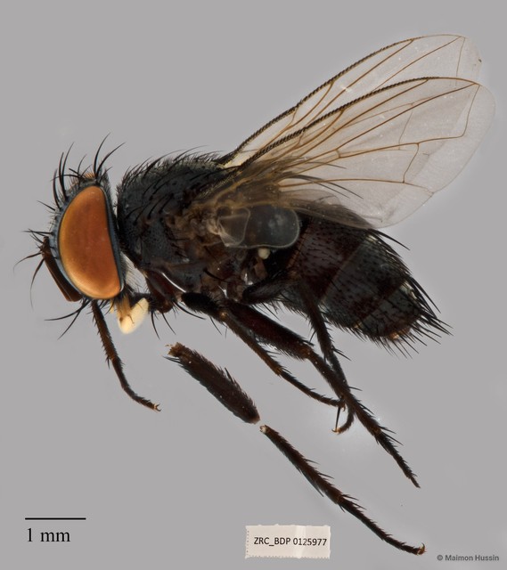 Argyrophylax sp. "ZRCBDP00125977" • © Maimon Hussin • All Rights Reserved