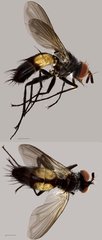 Atylostoma sp. "cf. javaneum"