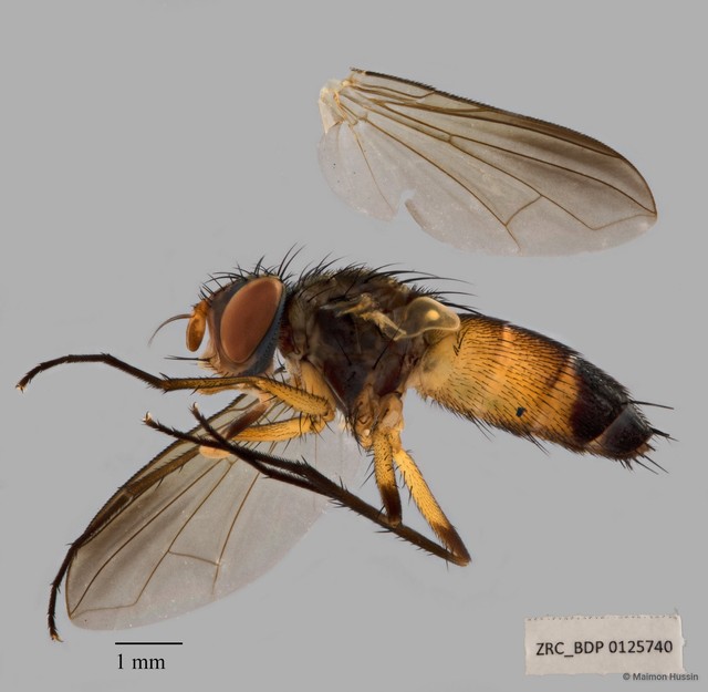 Atylostoma sp. "ZRCBDP00125740" • © Maimon Hussin • All Rights Reserved