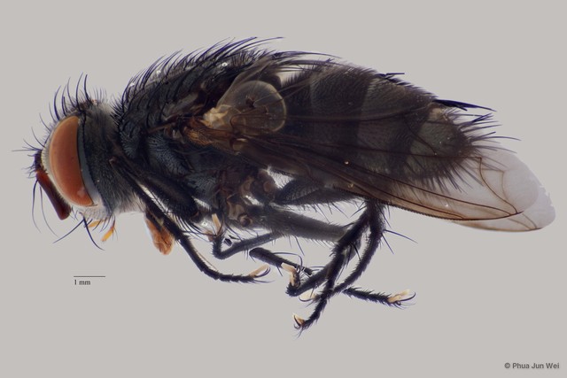 Austrophorocera grandis • © Phua Jun Wei • All Rights Reserved