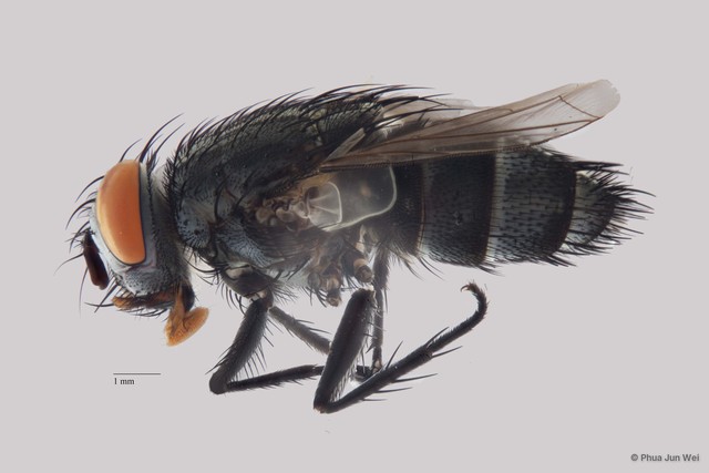 Blepharipa sp. "ZRCBDP0020063" • © Phua Jun Wei • All Rights Reserved