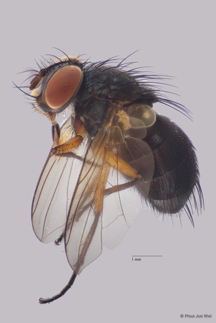Cavillatrix sp. "cf. n. ZRCBDP0025363" • © Phua Jun Wei • All Rights Reserved