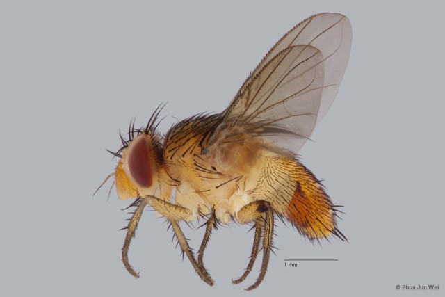 Ceromya sp. "cf. rotundicornis Malloch ZRCBDP00063499" • © Phua Jun Wei • All Rights Reserved