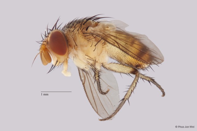 Ceromya sp. "nr. cephalotes Mesnil ZRCBDP00025281" • © Phua Jun Wei • All Rights Reserved