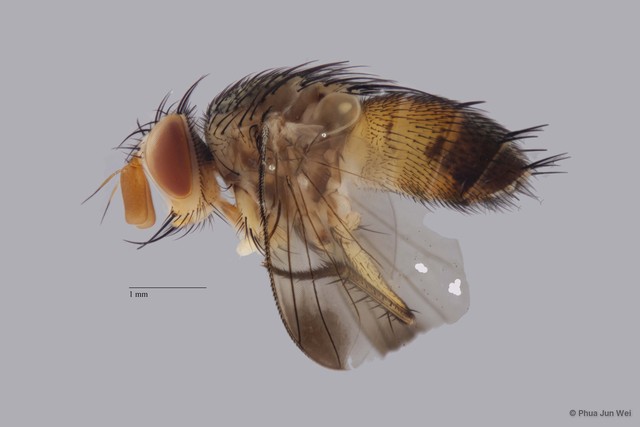 Ceromya sp. "nr. Punctipennis Malloch ZRCBDP00056627" • © Phua Jun Wei • All Rights Reserved