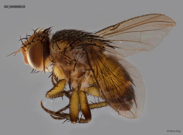 Ceromya sp. "ZRC_MIS00000110" • © Rene Ong • All Rights Reserved