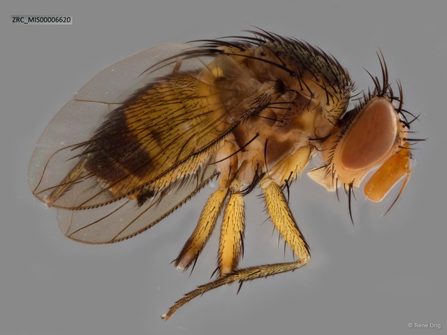 Ceromya sp. "ZRC_MIS00006620" • © Rene Ong • All Rights Reserved