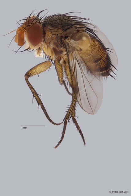 Ceromya sp. "ZRCBDP00025575" • © Phua Jun Wei • All Rights Reserved
