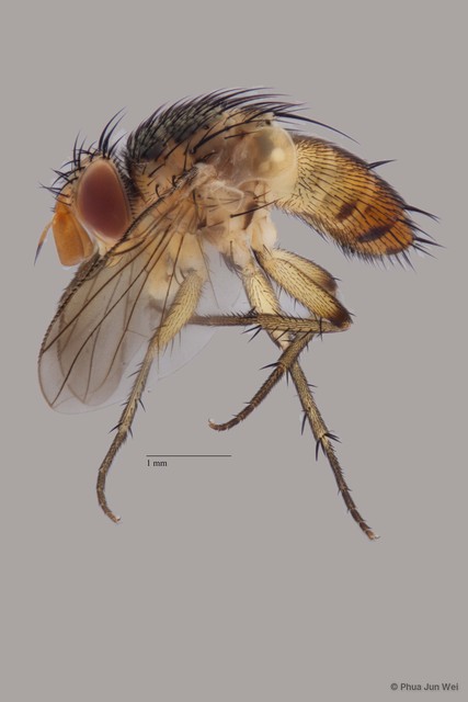Ceromya sp. "ZRCBDP00056722" • © Phua Jun Wei • All Rights Reserved