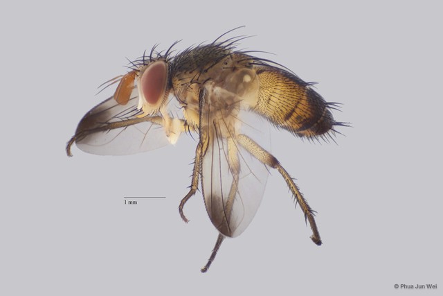 Ceromya sp. "ZRCBDP00063533" • © Phua Jun Wei • All Rights Reserved