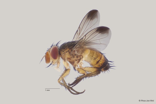 Ceromya sp. "ZRCBDP00063543" • © Phua Jun Wei • All Rights Reserved